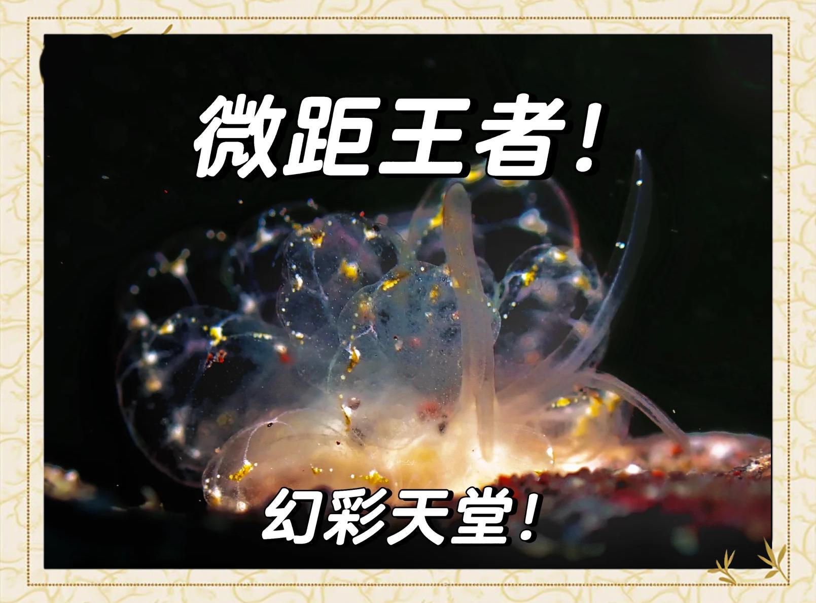 开云入口-包含海底水下寻宝大赛，神秘宝藏等你探索的词条